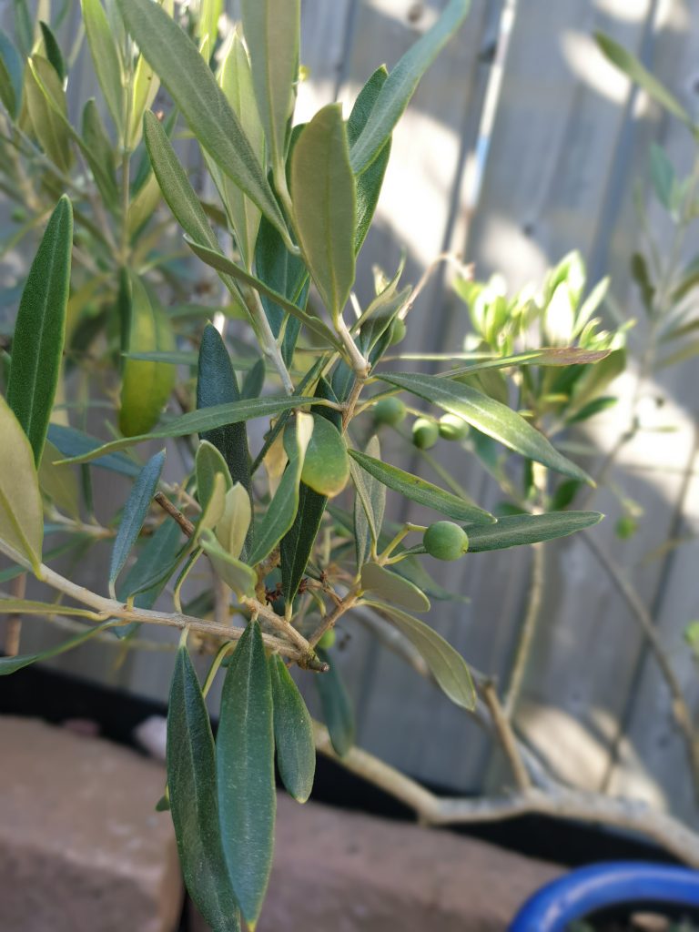 Zeugen der Zeit - Oliven wachsen langsam und sehen mit ihrem knochigen Wuchs aus wie aus der Zeit gefallen. Wahre Entdecker der Langsamkeit und Entschleunigung.
