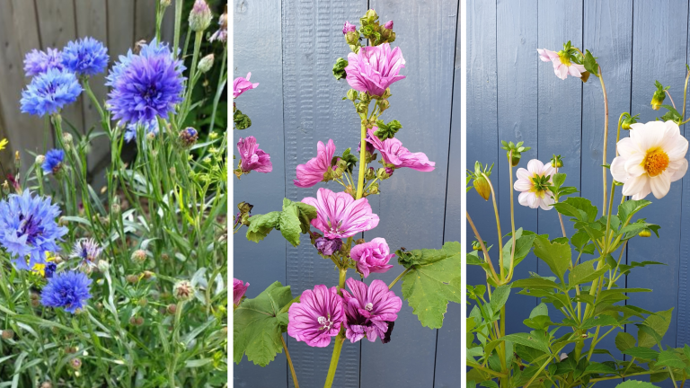 Gartenglück Blühende Träume im Sommer Mein Lebensspiel
