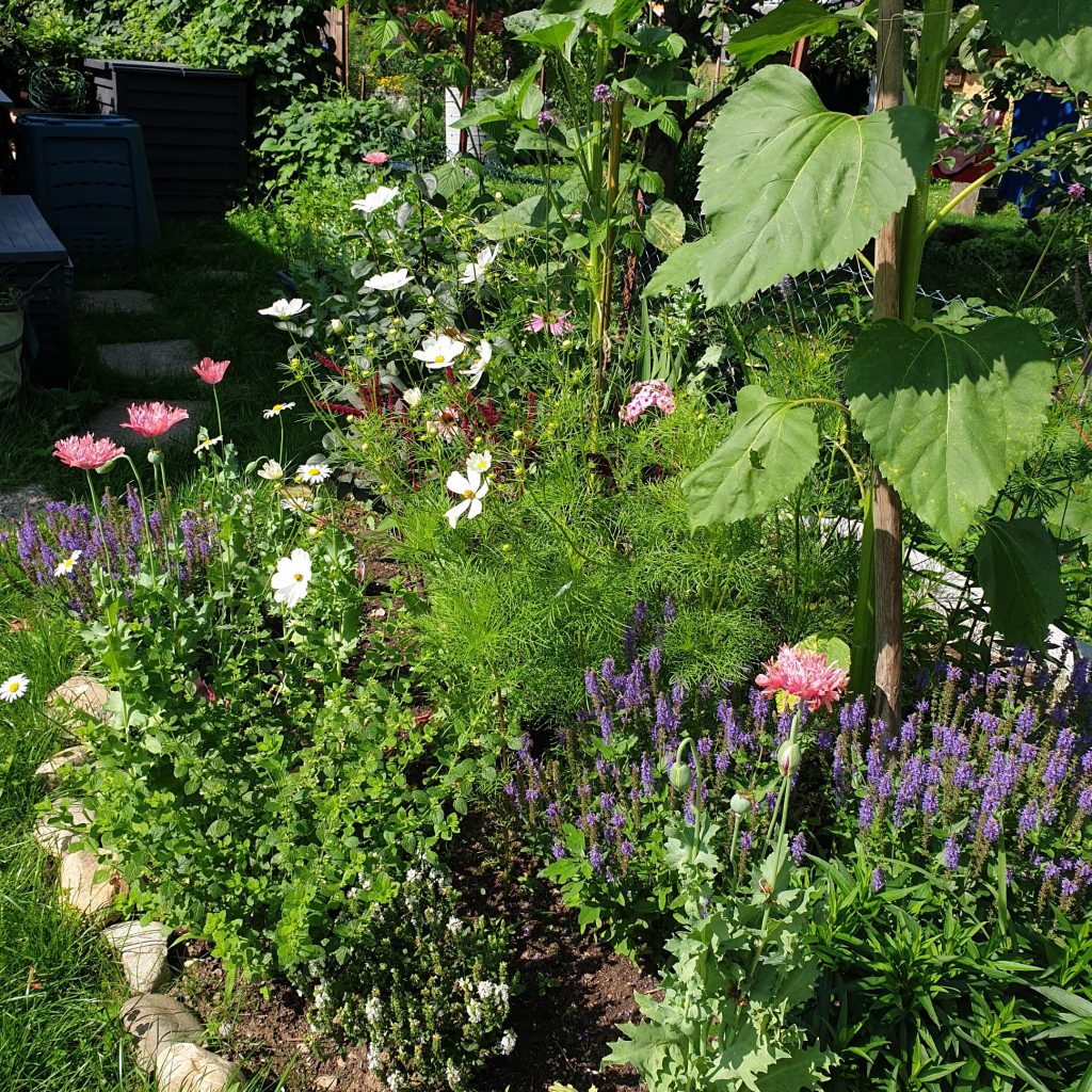 Gartenglück wenn alles wächst: Staudenbeet, Sommerblumen, Steppensalbei, Cosmea, Mohnblumen, Margeriten, Amaranth, Fuchsschwanz, Sonnenblumen, Flieder, Chrysantheme