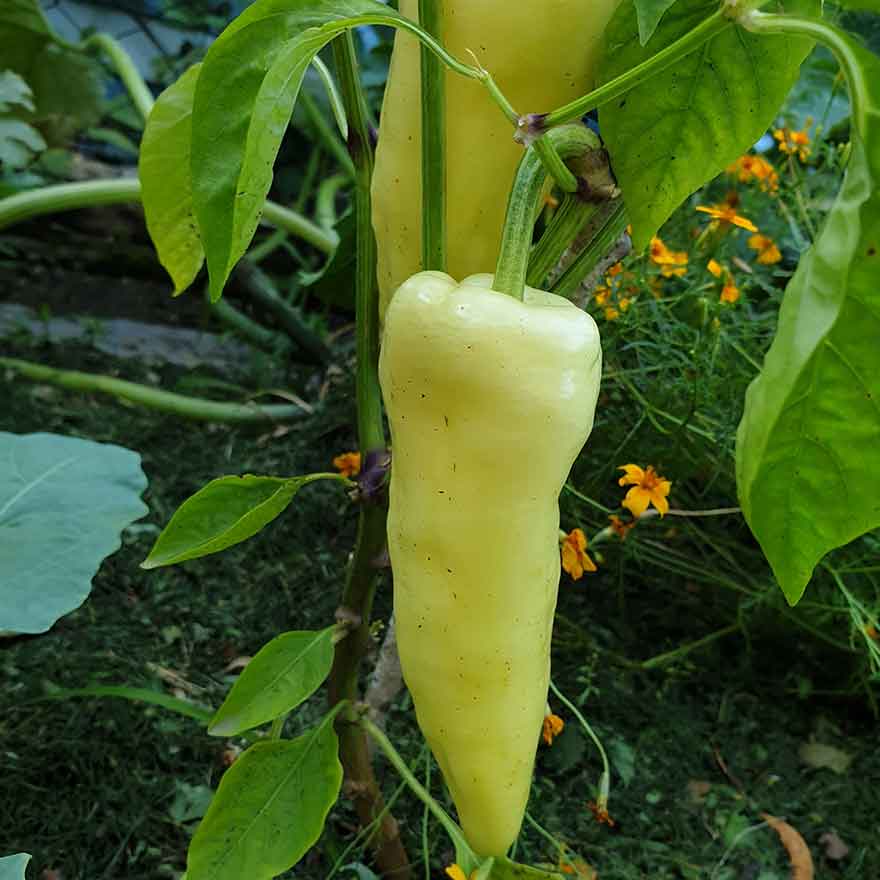 Paprika im Gemüsegarten Gartenrückblick 2021