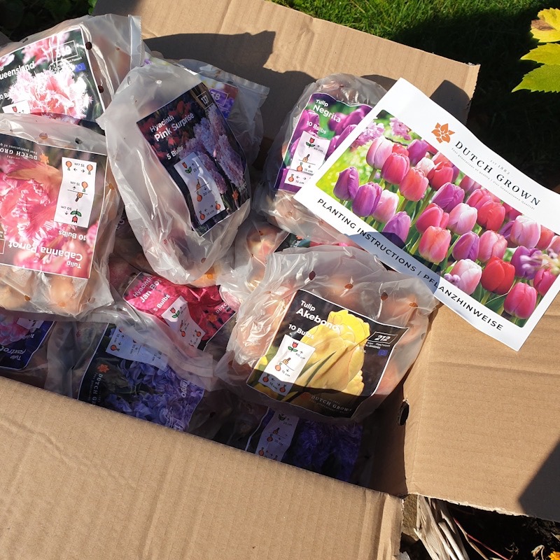 Ein Karton voll bunter Freude: Blumenzwiebeln zum setzen von Dutch Grown