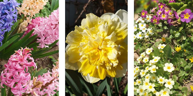 Bunte Frühlingsboten: Frühblüher wie Hyazinthen, Narzissen, Primeln