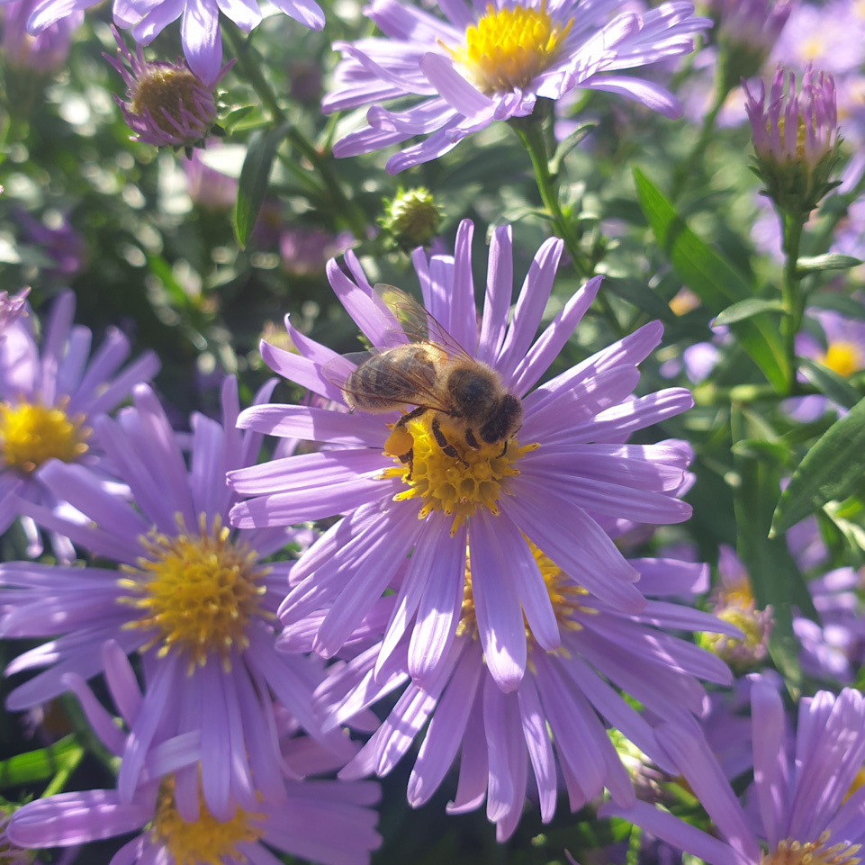 Herbstastern mit einem Bienen-Gast: Das ist ein Glücksmoment.
