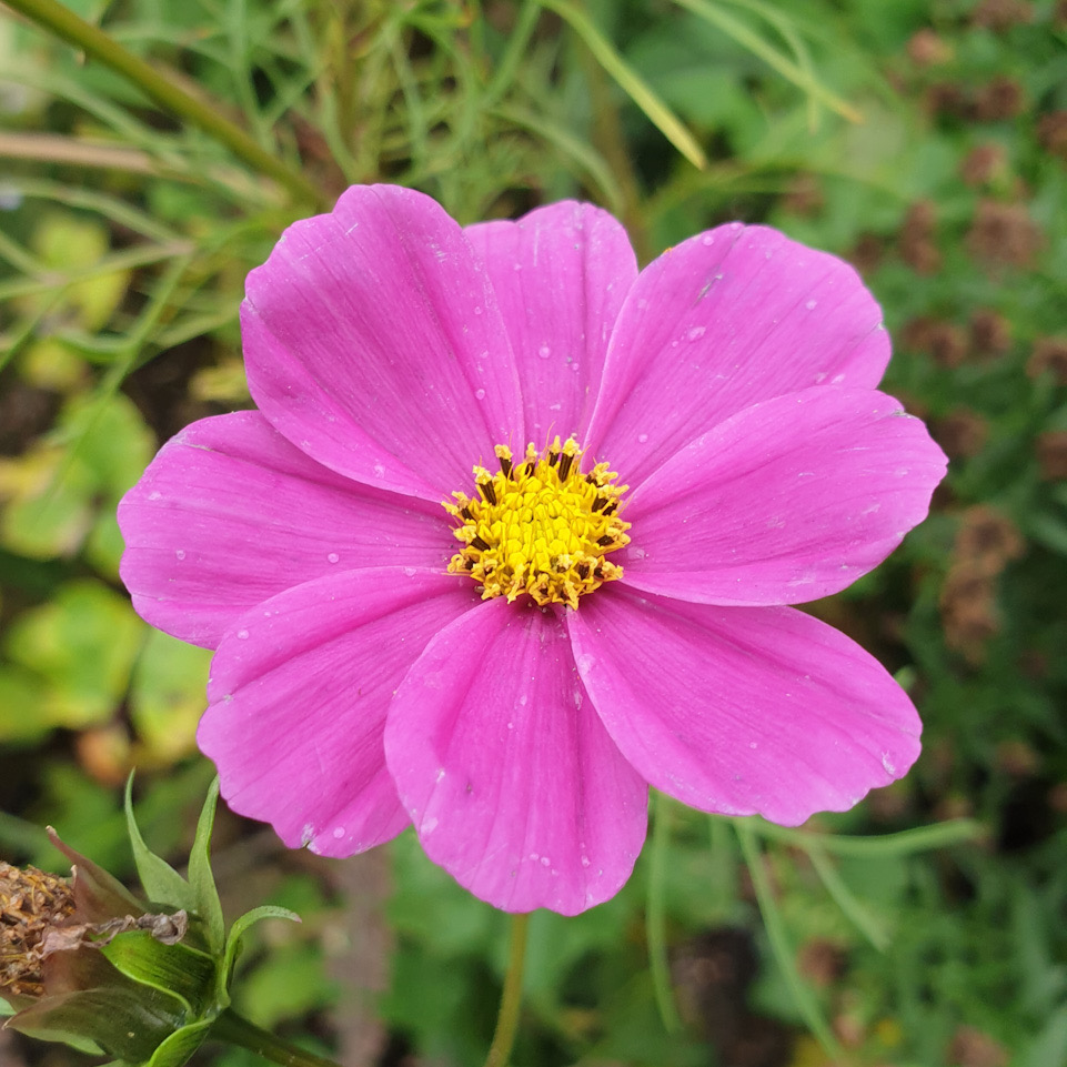 Cosmea-Blüte in Pink - pures Glück
